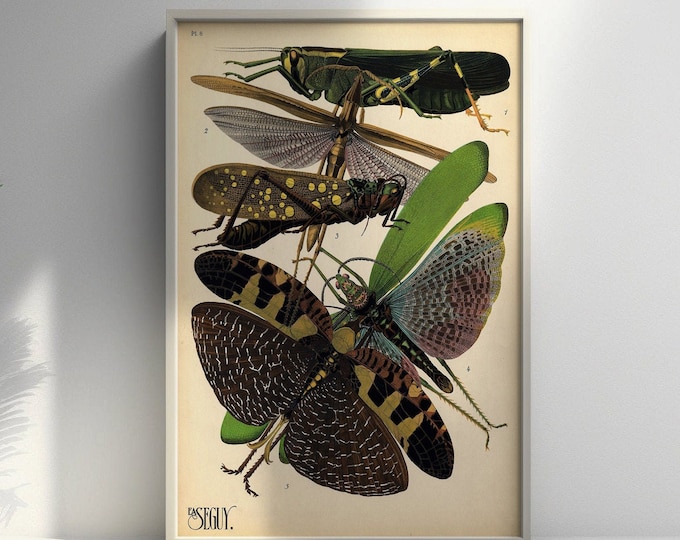 Vintage Locust Moth Poster Premium Botanical Print from Early 20th Century Insect Illustrations