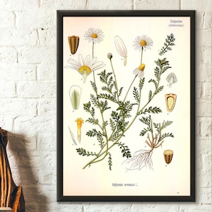 Vintage botanischer Druck botanisches Poster Garten Dekor Blumen Illustration Blumen Poster Korbblütler Wandkunst Korbblütler Housewarming