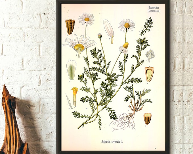 Vintage Botanical Print Botanical Poster Garden Decor Floral Illustration Flower Poster Floral Wall Art Asteraceae Housewarming