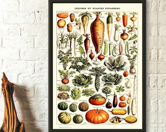 Impression de légumes botaniques - affiche scientifique Adolphe Millot vintage de 1909 pour la décoration intérieure, idées cadeaux de pendaison de crémaillère, cadeau d'anniversaire
