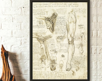 Da Vinci Anatomy Print: Vintage Medical Science Poster