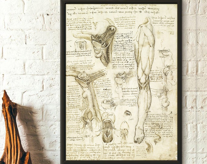 Da Vinci Anatomy Print - Medical Decor Human Anatomical Poster Human Anatomy Science Print Anatomical Prints  Da Vinci Poster Gift2 Wall Art