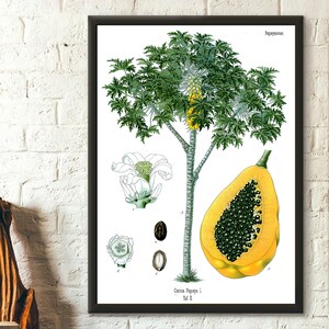 Póster de calidad superior: Impresión botánica vintage de papaya de 1887 Arte mural botánico Póster de papaya Arte botánico Inauguración de la casa de Köhler