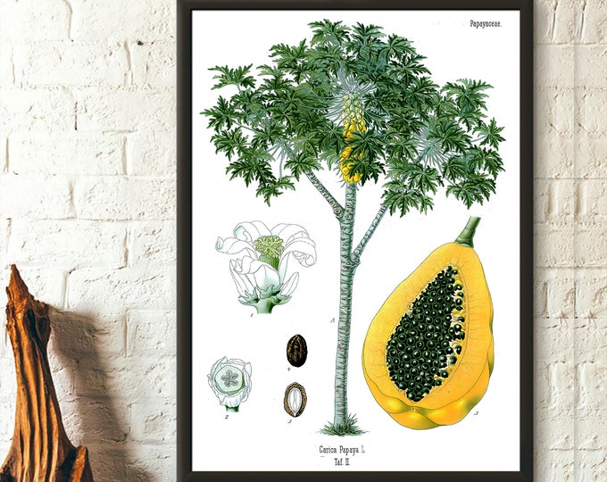 Premium Quality Poster: Vintage Papaya Botanical Print 1887 Botanical Wall Art Papaya Poster Botanical Art Köhler's Housewarming