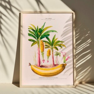 Stampa botanica d'epoca, poster di banano del XIX secolo, arte murale di alta qualità per regali di inaugurazione della casa