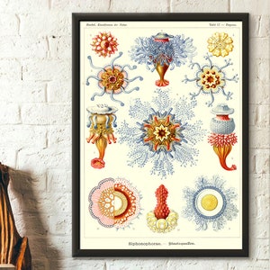 Sea Animal Vintage Print 1904 - Haeckel Wall Art Vintage Home Decor Ocean Art Haeckel Poster Sea Life Poster Housewarming Gift Idea Birthday