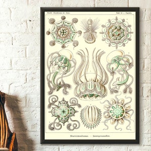 1904 Sea Animal Vintage Print Wall Art  Ernst Haeckel Ocean Decor  Sea Life Poster Gift Idea