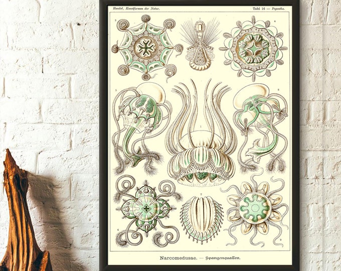 1904 Sea Animal Vintage Print Wall Art  Ernst Haeckel Ocean Decor  Sea Life Poster Gift Idea