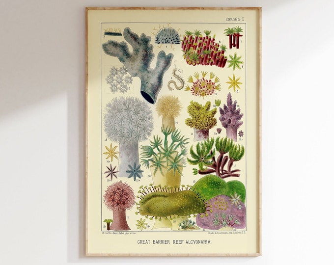 Vintage 1893 Great Barrier Reef Poster  Premium Quality Wall Art