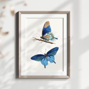 Schmetterling Wandkunst, Blauer Schmetterlingsdruck, Natur Illustrationskunst, Insekt Wanddekor, Botanische Wandkunst, Vintage Schmetterling Poster