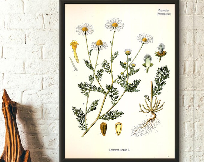 Vintage Stinking Chamomile Botanical Print Poster  Floral Garden Decor  Classic Flower Illustration Art