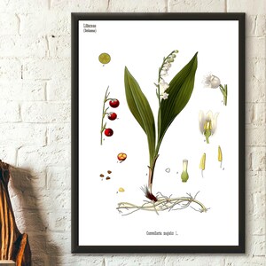 Vintage botanische Liliaceae Blumen-Druck-Plakat Blumengarten-Kunst-Dekor