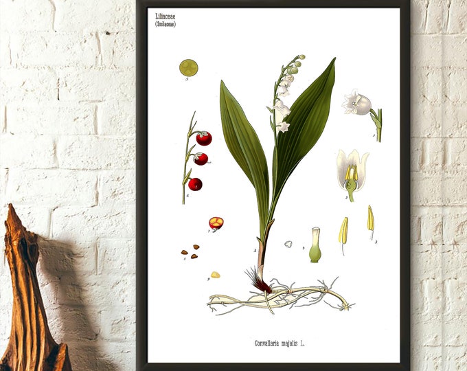 Vintage Botanical Liliaceae Flower Print Poster  Floral Garden Art Decor