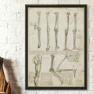 Stampa anatomica di Da Vinci - Poster anatomico umano Stampa scientifica di anatomia umana Stampe anatomiche Poster di Da Vinci Idea regalo Riproduzione artistica
