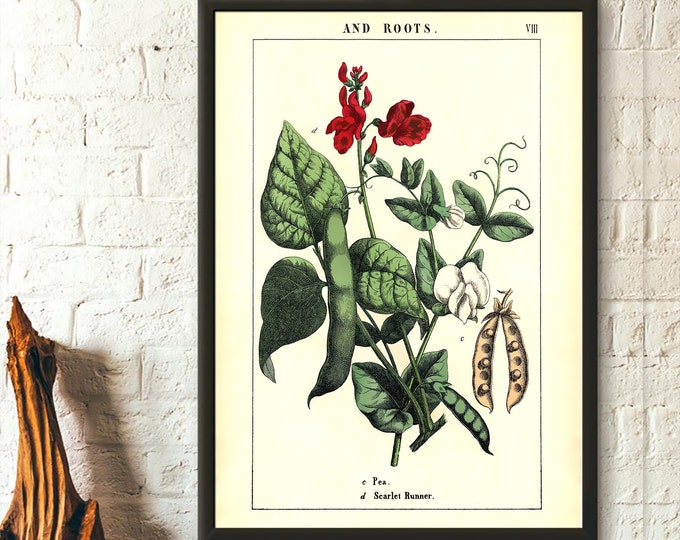 Vintage Pea Plant - Vintage Botanical Prints Flower Wall Art Botanical Decor Vintage Vegetable Poster Gift Idea Botanical Wall Art Wall Art