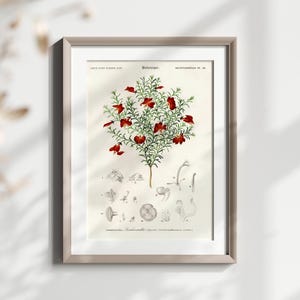 Vintage Botanical Wall Art, Red Flower Botanical Print, Rustic Home Decor, Antique Floral Poster, Botanical Illustration Art, Nature Lover