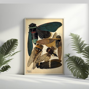 Poster di qualità premium: stampa di insetti vintage da parete, poster di insetti, stampa di cicale, arte murale di insetti