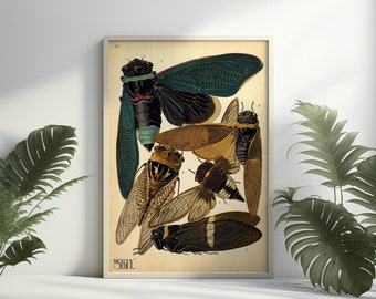 Insekten-Vintage-Zikaden-Druck – Insekten-Poster, Heimdekoration, Insekten-Wandkunst, Geschenkidee – Wohnzimmer-Drucke