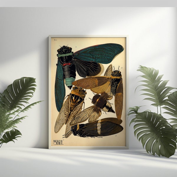 Insects Vintage Cicadas Print - Insect Poster Home Decor Insect Wall Art Gift Idea - Living Room Prints