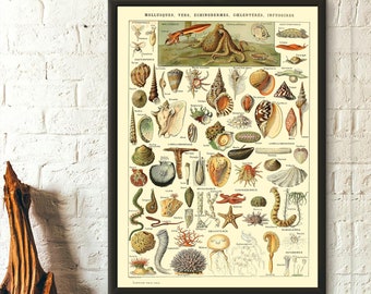 Vintage Mollusk Science Print - Adolphe Millot Poster Mollusk Illustrationen - Larousse Vintage Wandkunst - Geschenkidee