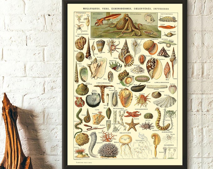 Wall Art Vintage Mollusk Science Print - Adolphe Millot Poster Mollusk Illustrations - Larousse Vintage Wall Art - Gift Idea new