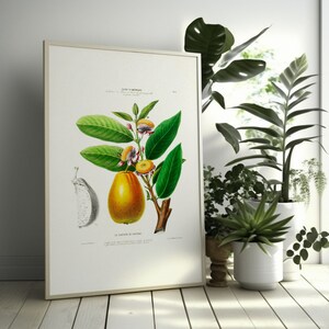 Vintage Botanischer Druck - Goyave de Cayenne Plakat 19.Jahrhundert Blumen Poster Botanische Wand Kunst Wohnkultur Geschenk Wand Kunst Blumendekor