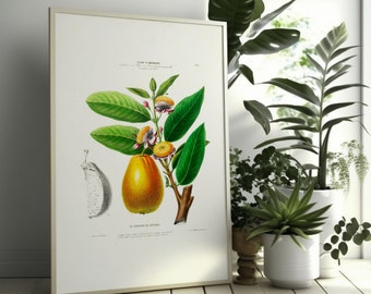 Vintage Botanical Print - Goyave de Cayenne Poster 19th Century Flower Poster Botanical Wall Art Housewarming Gift Wall Art Floral Decor