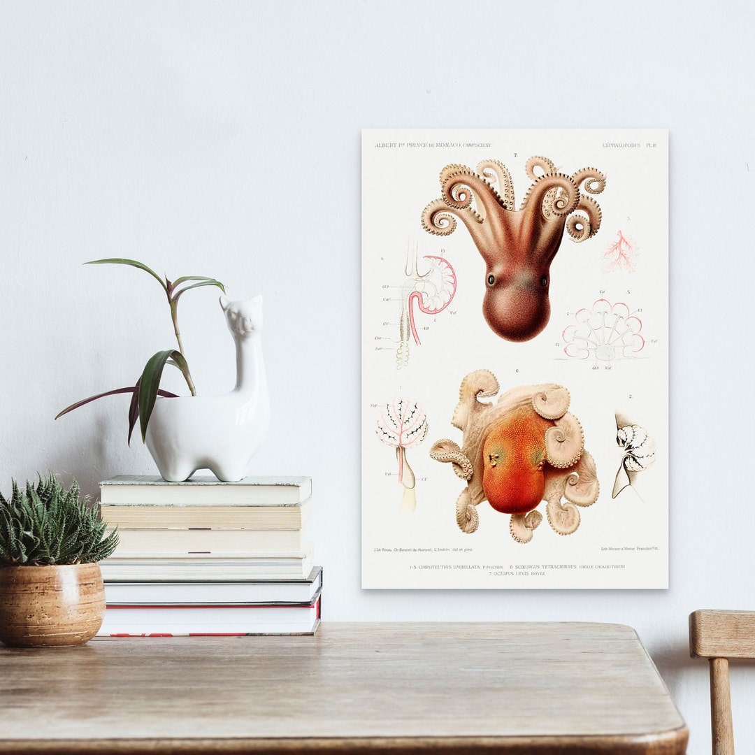 Vintage Octopus Illustration Wall Art Nautical Marine Decor Ocean ...