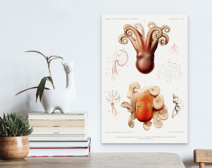 Vintage Octopus Illustration Wall Art  Nautical Marine Decor  Ocean-Themed Print