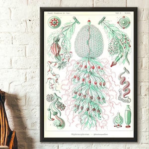 Marine Animal Vintage Print 1904 Ernst Haeckel Wall Art Vintage Ocean Art Haeckel Poster Sea Life Poster Birthday Gift Idea Art Reproduction