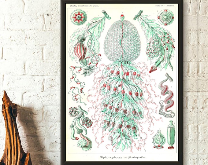 Marine Animal Vintage Print 1904 Ernst Haeckel Wall Art Vintage Ocean Art Haeckel Poster Sea Life Poster Birthday Gift Idea Art Reproduction