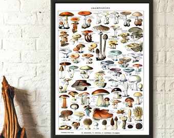 Mushroom Science Illustration 1909 Adolphe Millot Poster Botanical Print Mushroom Print Mushroom Poster Larousse Poster Wall Art