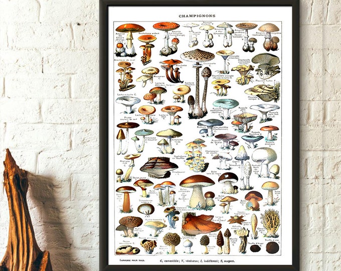 Mushroom Science Illustration 1909 Adolphe Millot Poster Botanical Print Mushroom Print Mushroom Poster Larousse Poster Wall Art