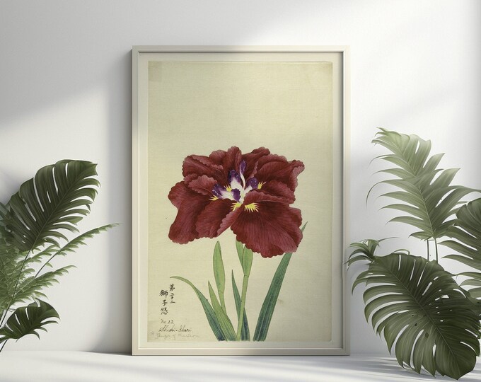 Premium Quality Poster: Vintage Iris Japanese Flower Poster 1910 Decor Botanical Print Romantic Floral Illustration Science Garden Poster