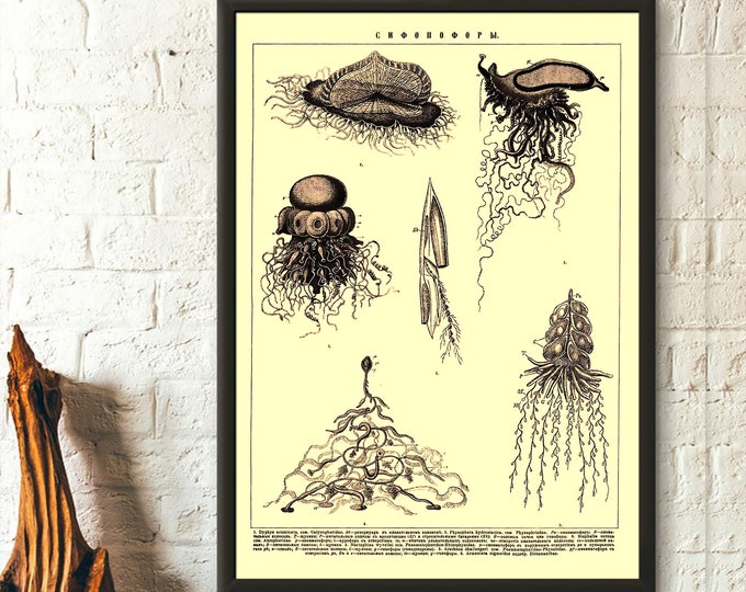 Dictionary Brockhaus Siphonophora - Vintage Ocean Art Nautical Print Marine Art Home Decor Gift Idea - Living Room Prints Art Reproduction