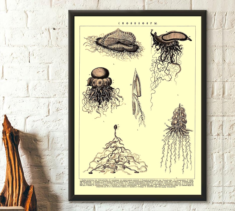 Vintage Ocean Art Nautical Print Marine Art Housewarming Gift Idea Dictionary Brockhaus Siphonophora