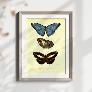 Vintage Schmetterling Illustration, Antike Insekten Kunstdruck, Schmetterling Wanddekor, Entomologie Poster, Naturgeschichte Kunstwerk, Schmetterling