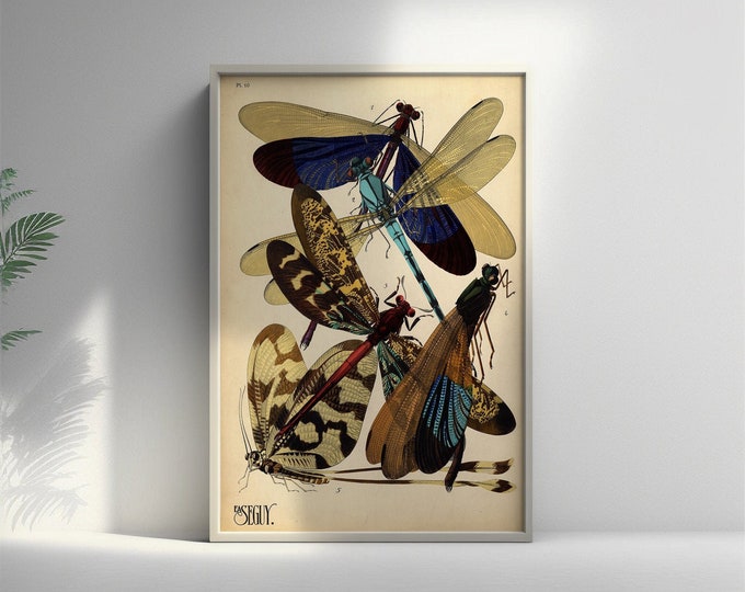 Vintage Damselfly Insect Poster  Premium Wall Art Print  20th Century Larousse Illustrations
