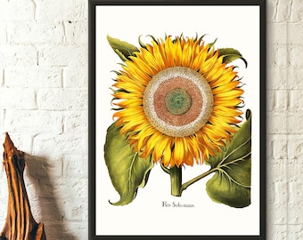 Year 1613 Sunflower Print Basilius Besler - Botanical Print Floral Illustration Flower ArtGift Idea Botanic al Wall Art Vintage Sunflower