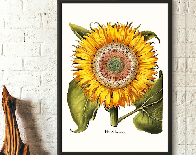 1613 Sunflower Botanical Print  Vintage Floral Illustration  Wall Art Decor