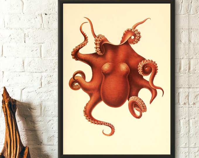 Vintage Octopus Wall Art Poster  Premium Quality Sea Animal Print
