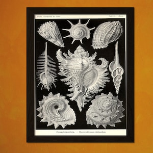 Science poster - Vintage Seashells Print 1904 - Vintage Design Office decoration Ocean Art Nautical Print Sea Life Marine Scientific