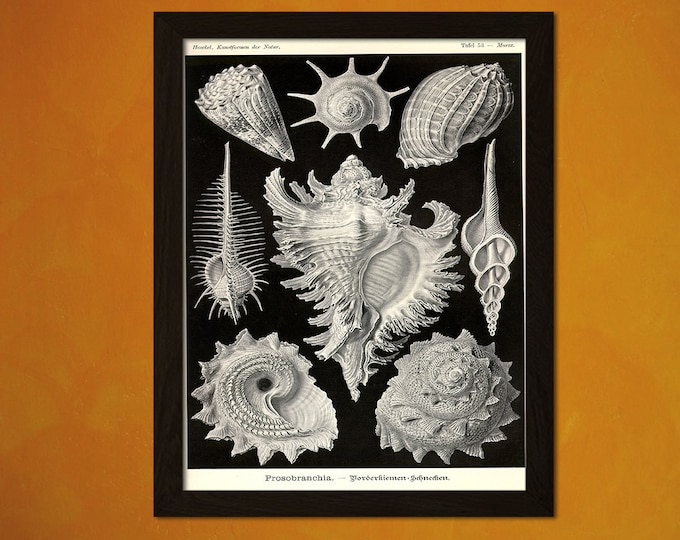 Science poster - Vintage Seashells Print 1904 - Vintage Design Office decoration Ocean Art Nautical Print Sea Life Marine Scientific