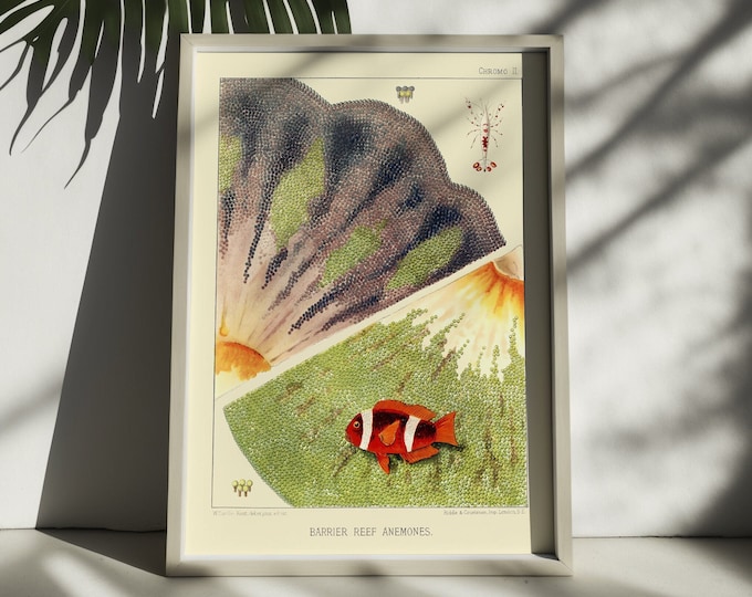 Premium Quality Poster: Vintage Print Great Barrier Reef Australia from 1893 Coral Art Prints