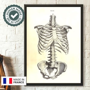 1733 Anatomical Print - Anterior View Skeleton Wall Art Medical Decor