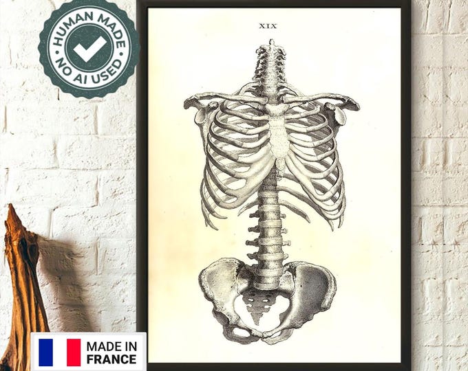 1733 Anatomical Print - Anterior View Skeleton Wall Art Medical Decor