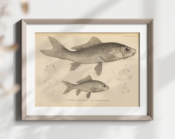 19th Century Japanese Fauna Wall Art - Botanical Marine Illustration - Fish  Sea Poster