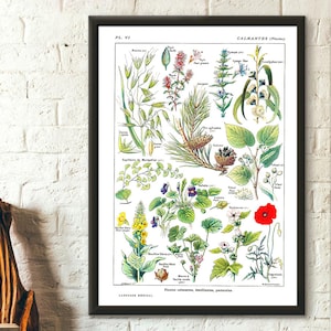 Poster Premium Qualität: Vintage botanischer Druck beruhigende Pflanzen Wissenschaft 1912 Botanisches Plakat Küche Dekor Botanisches Dekor Geburtstag