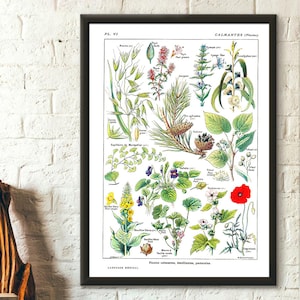 Vintage Botanical Print Calming Plants Science 1912 -  Botanical Poster Kitchen Decor Botanical Decor Housewarming Gift Idea Birthday