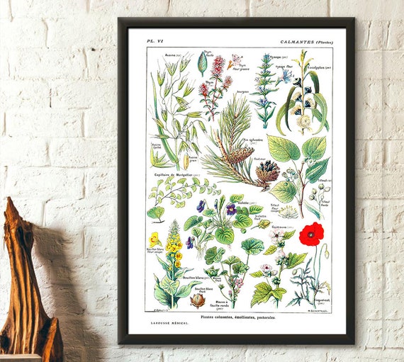 Scientist Botanicals Shirt Vintage Herbarium Flowers Scientist Botanicals Shirt Vintage Herbarium Flowers